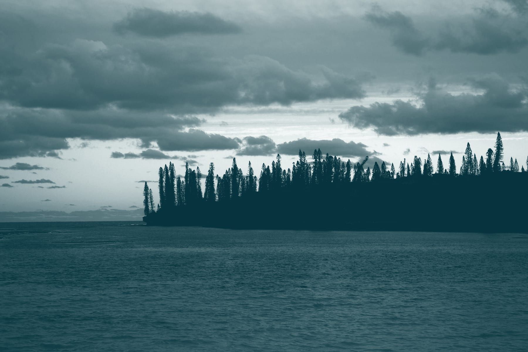 Une forêt de pins colonnaires se découpe sur le ciel au coucher du soleil.