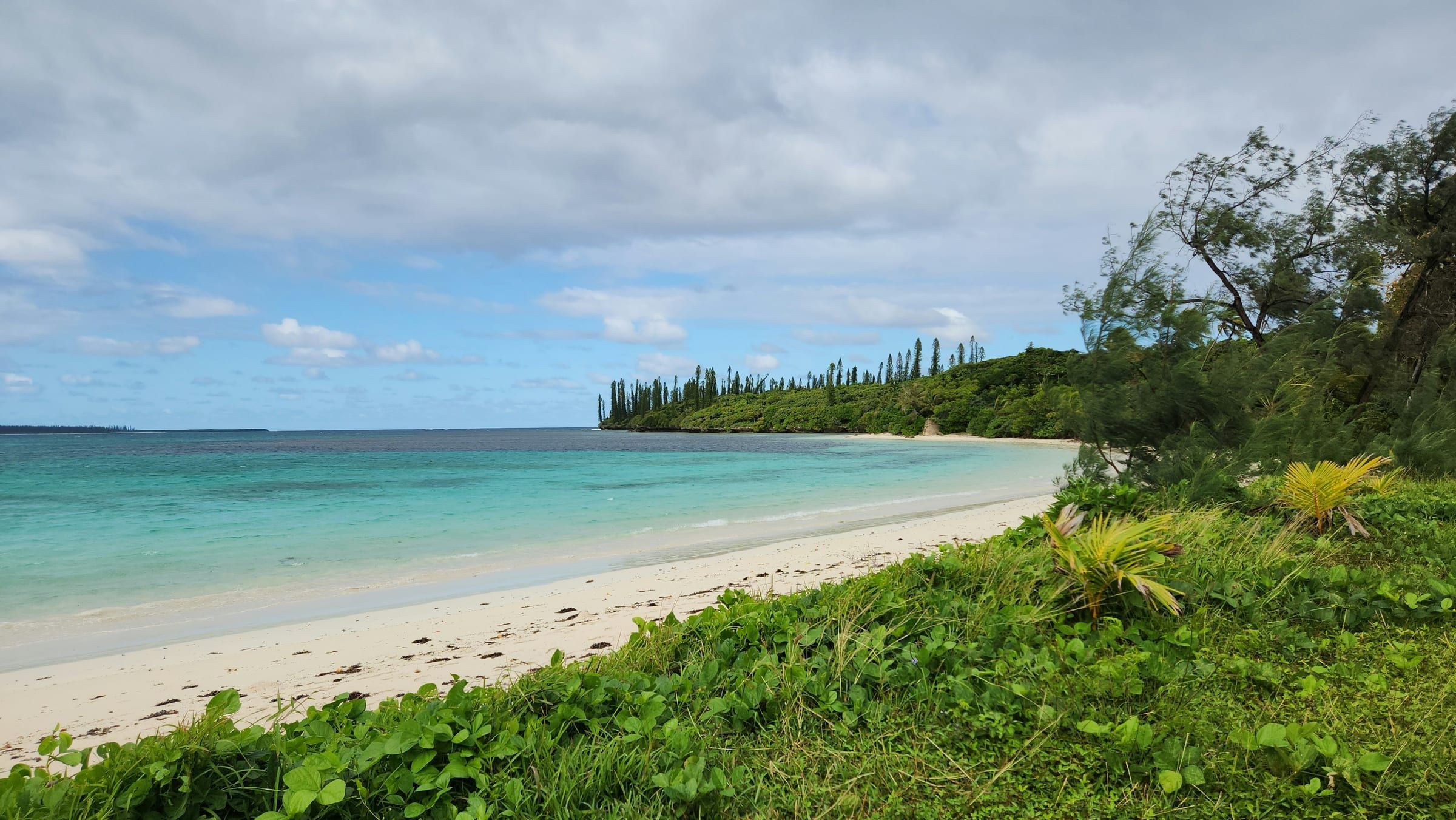 Une plage déserte bordée de pins colonnaires, sous un ciel couvert.
