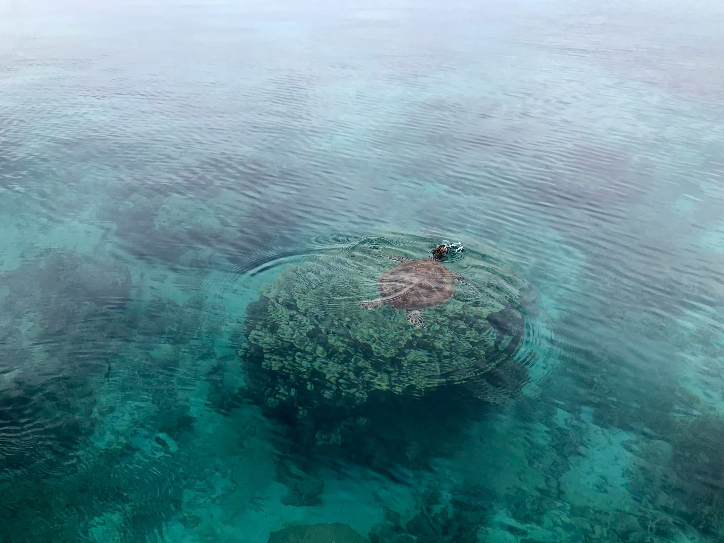 Une tortue verte nage au-dessus d'une patate de corail dans le lagon calédonien.